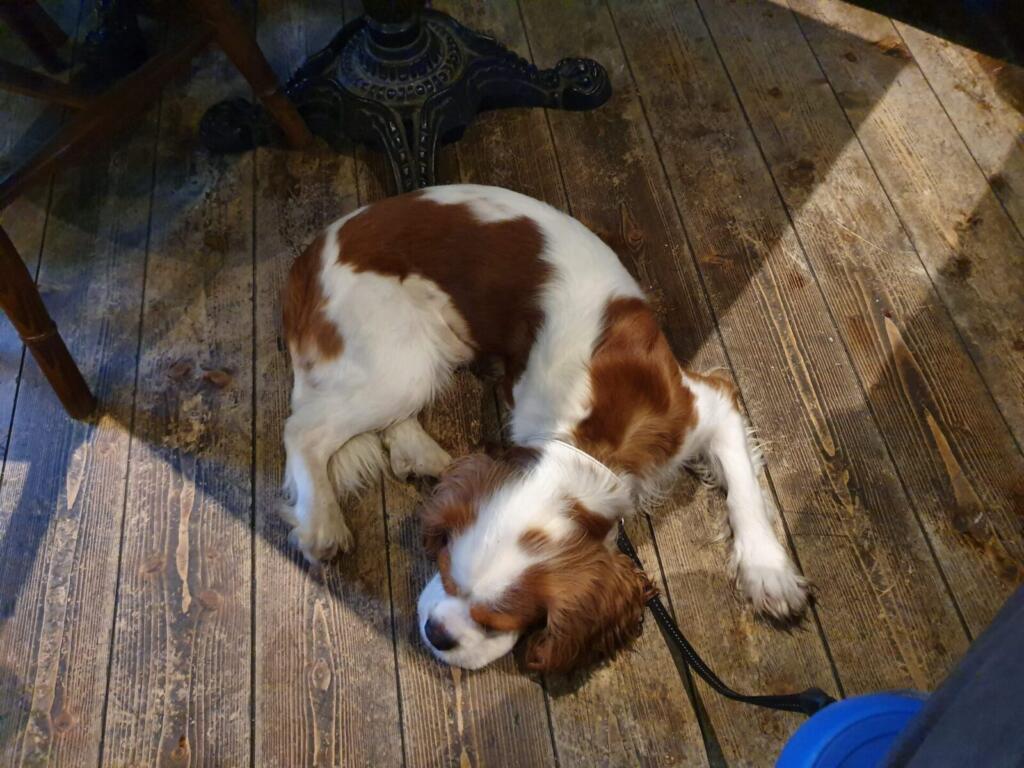 Dog Friendly Bars Dresden