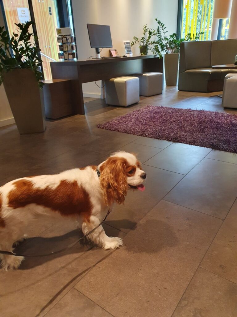 Dog Friendly Hotels Bratislava