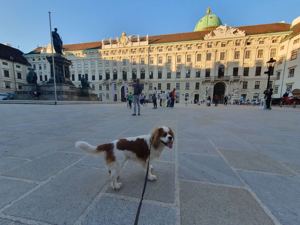Dog at Hofburg Palace in Vienna