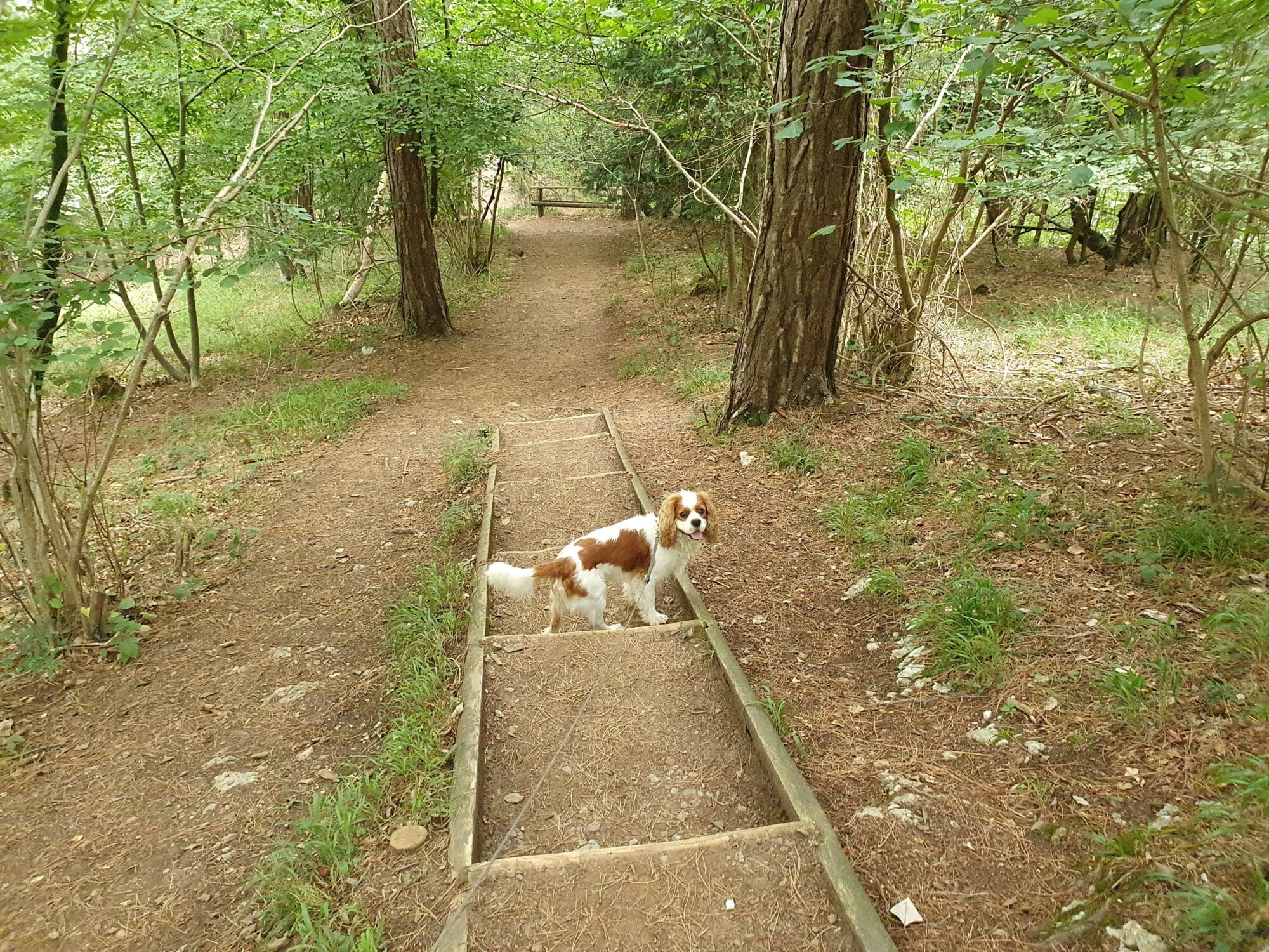 Dog Symonds Yat