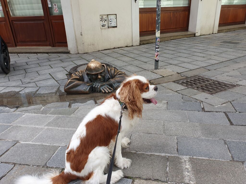 Dog Walk Bratislava