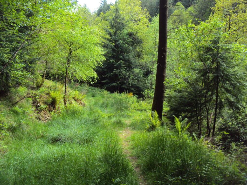 Best Walks in the Forest of Dean
