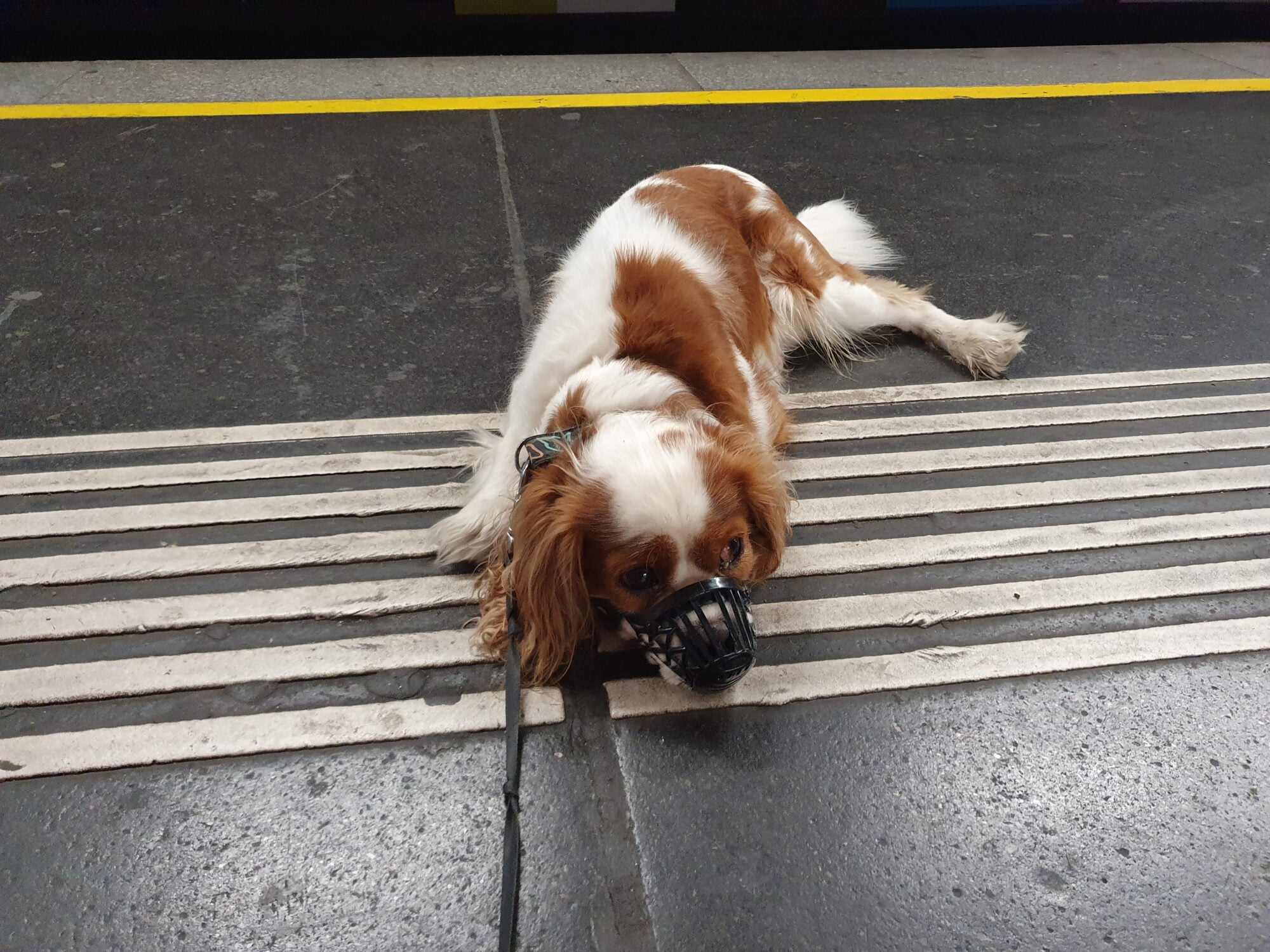 Muzzle Dislike Vienna