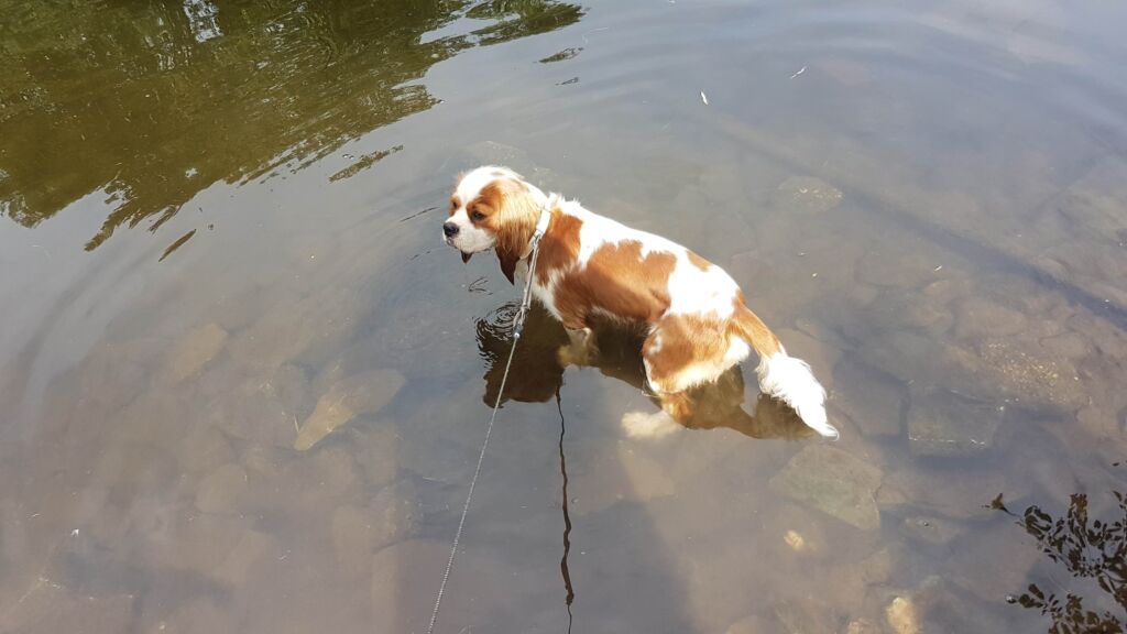 Redbrook Dog Walkies