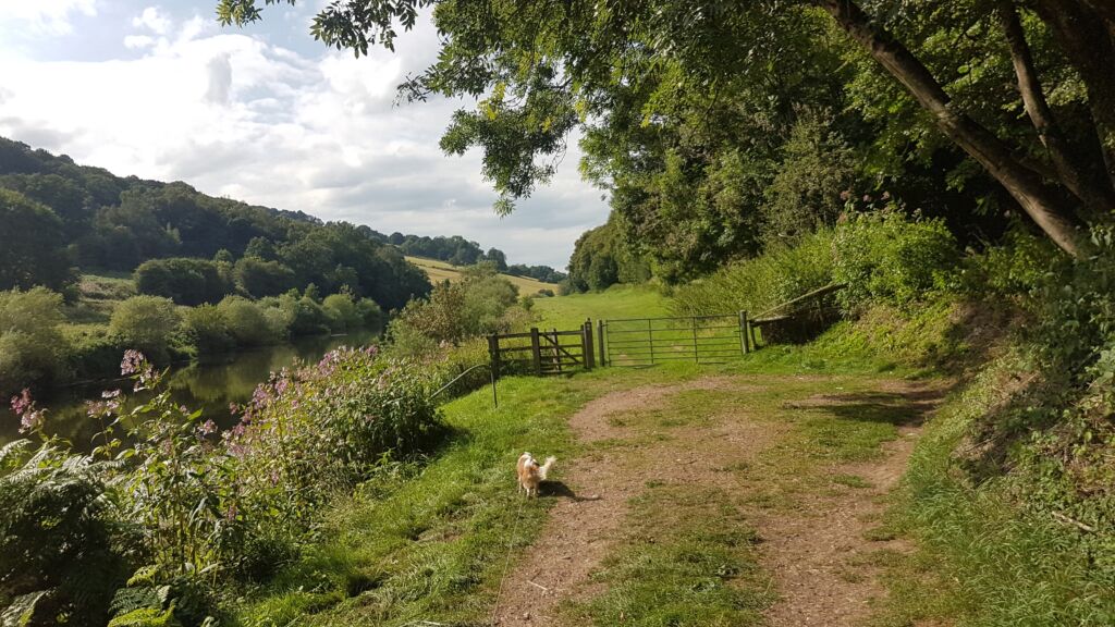 River Wye Dog Walk