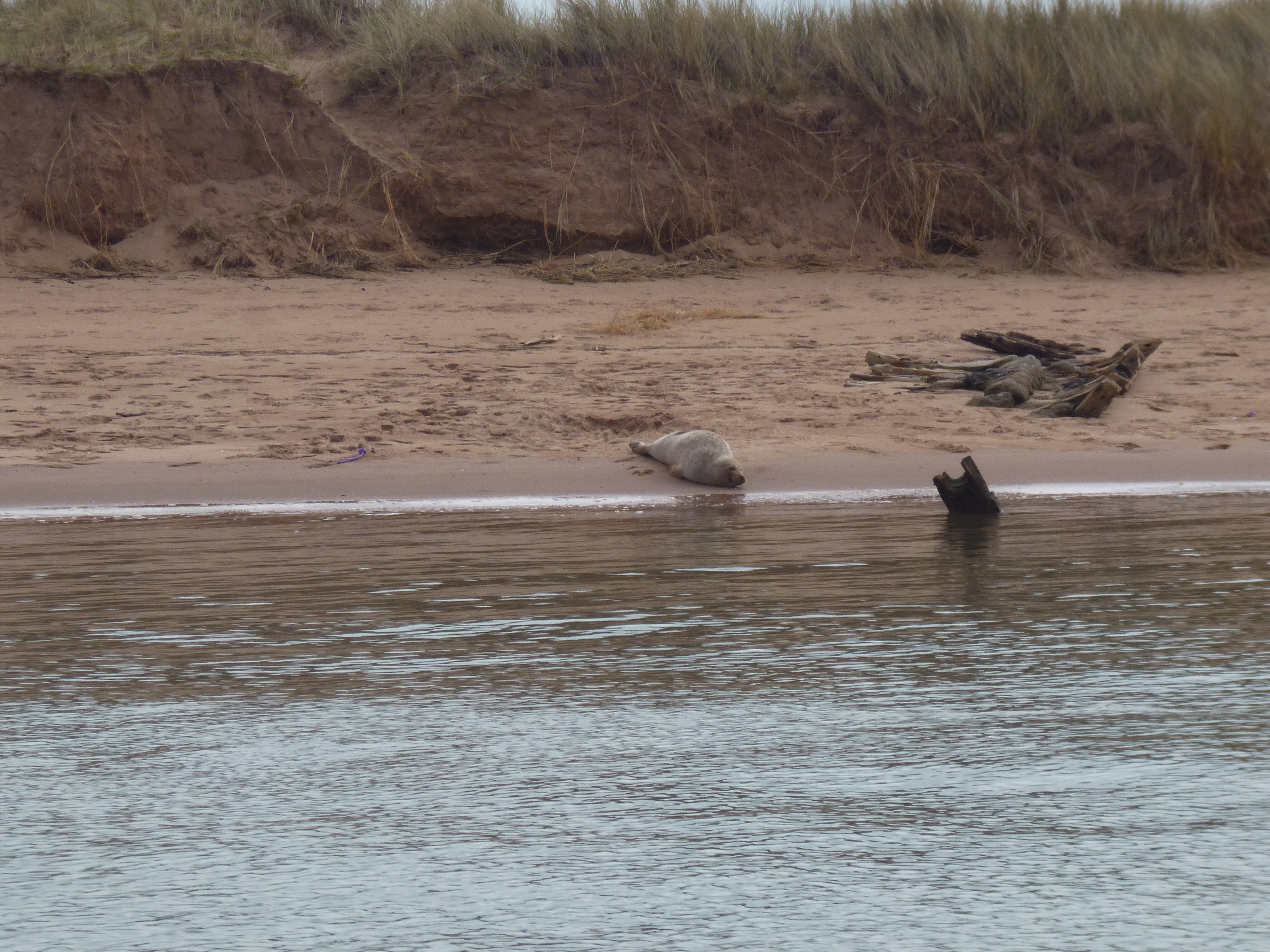 Seal at Dawlish Warren