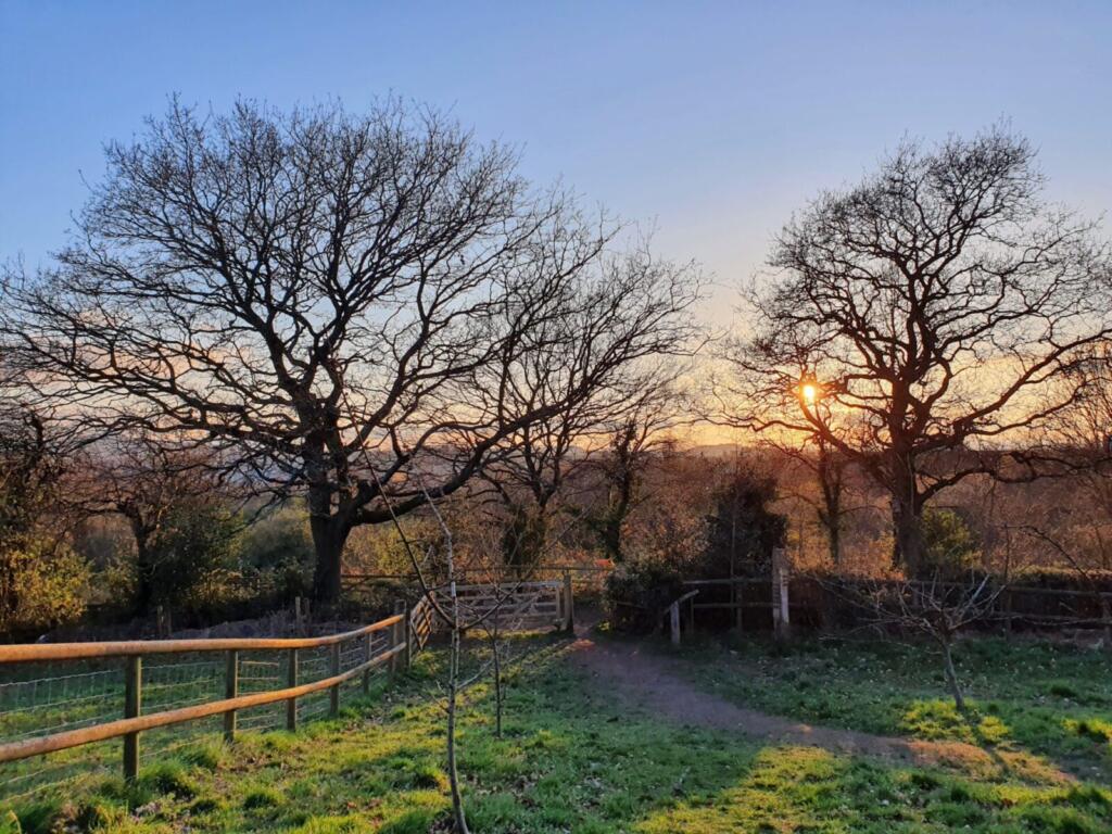 The Orchard at Leasowes Park ay Sunset