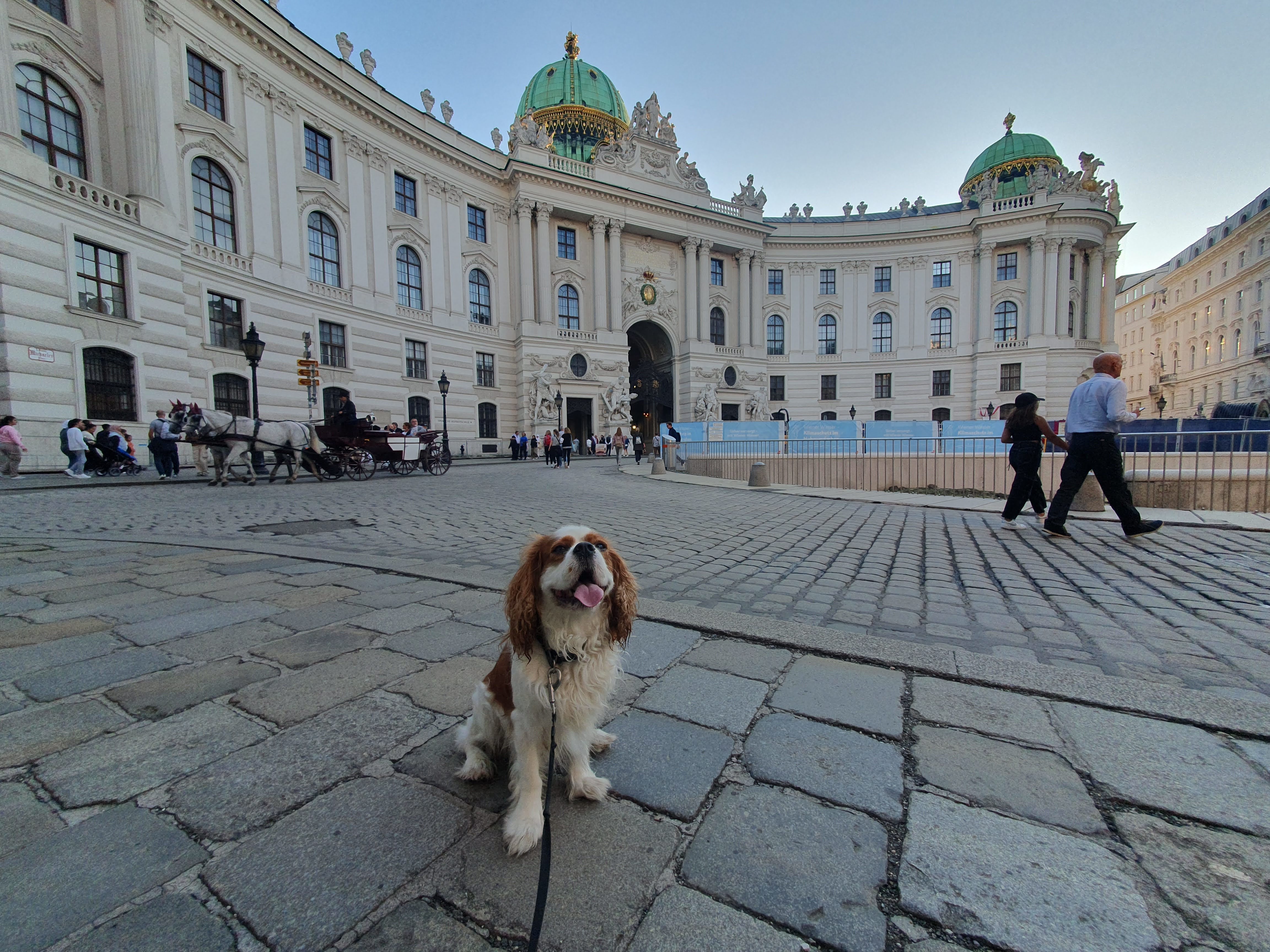 Vienna Dogs