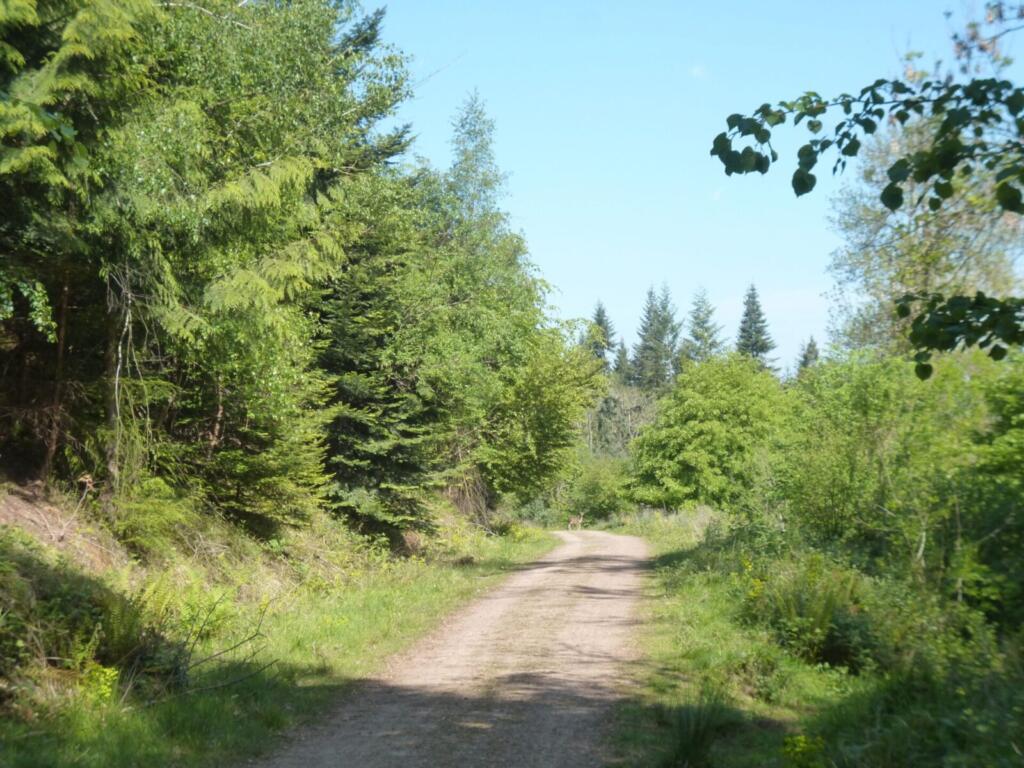 Deer spotted walking in the woods