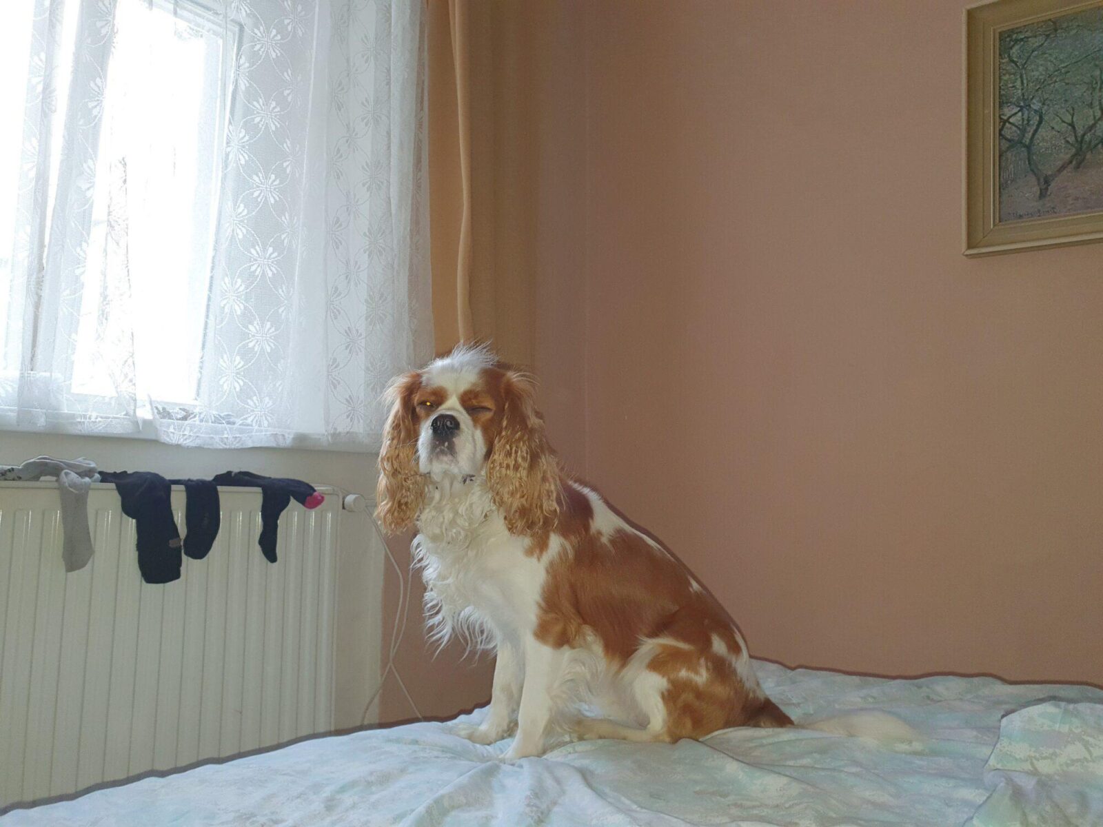 Dog Friendly Dakura Hostel