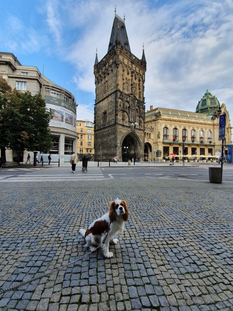 Dog Powder Tower