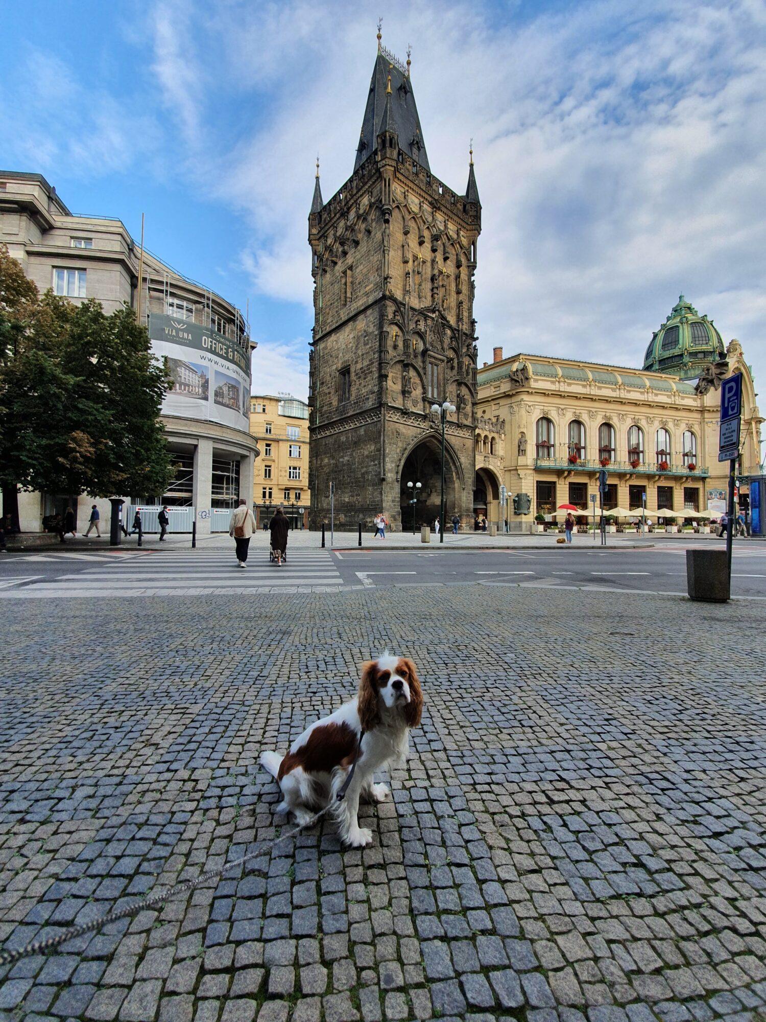 Dog Powder Tower