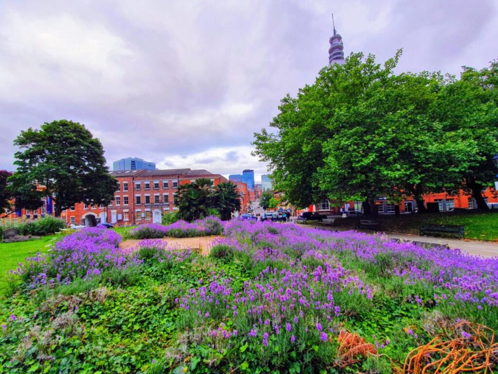 Lavender at St Pauls Square