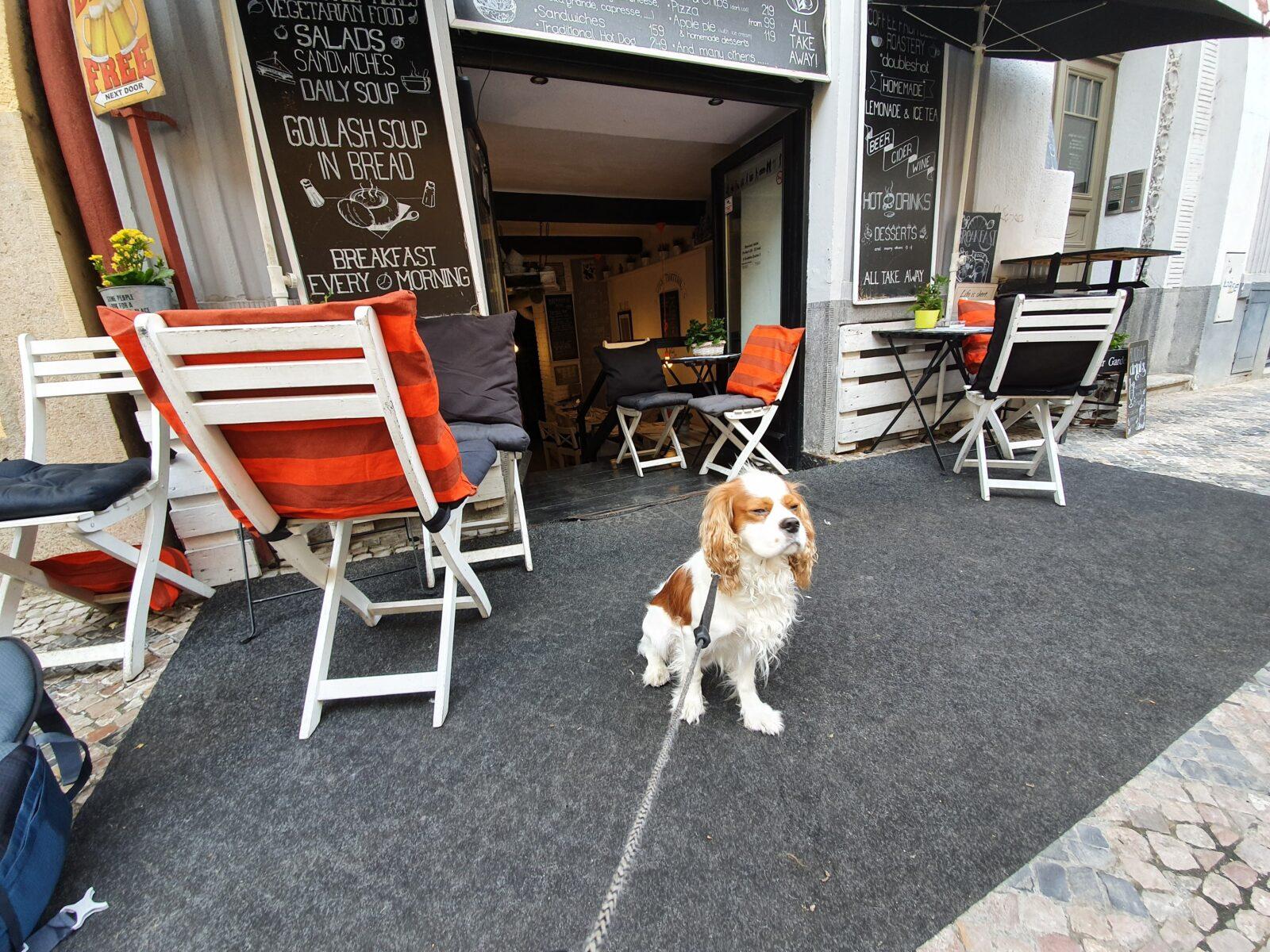 Little break Dog Friendly