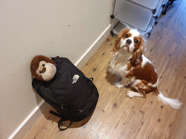 North Face backpack With Dog