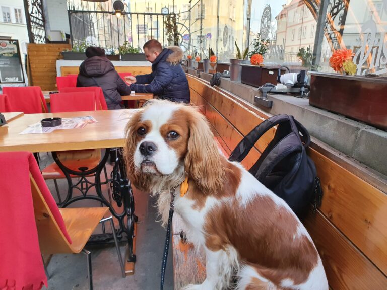 Pod Mostem Prague - Dog Friendly Bar