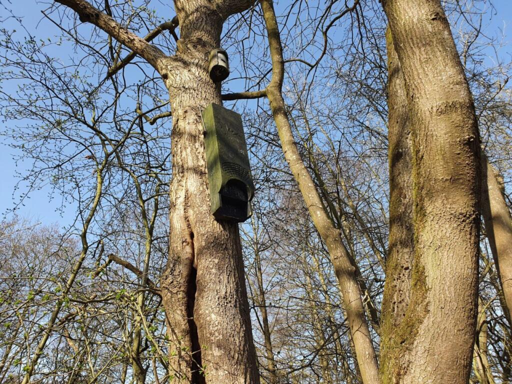 Bat Box