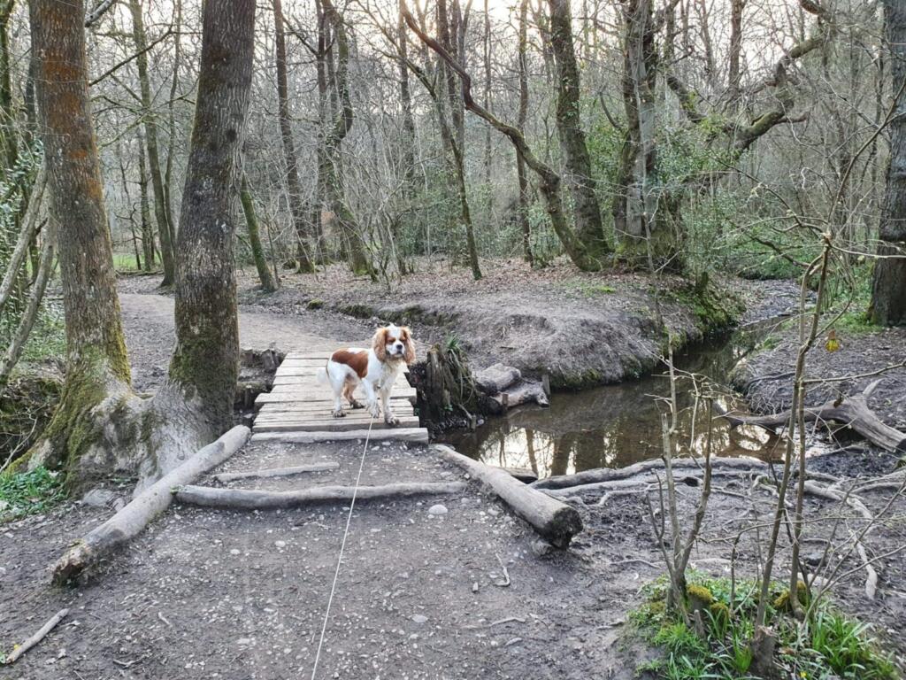 Bridge in the woods