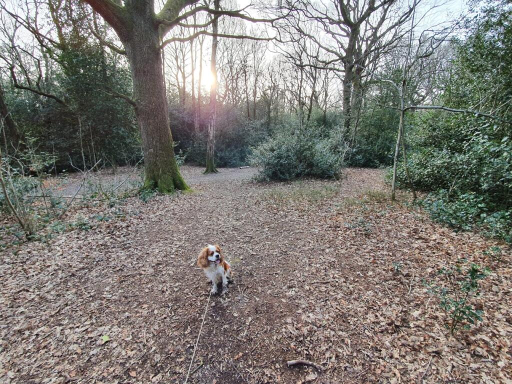Clowes Wood Nature Reserve