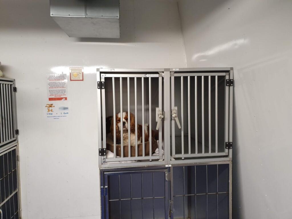 Kennel Deck
