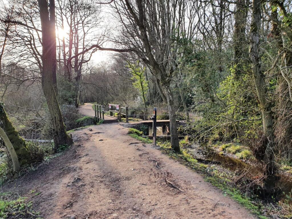 Path into Woods