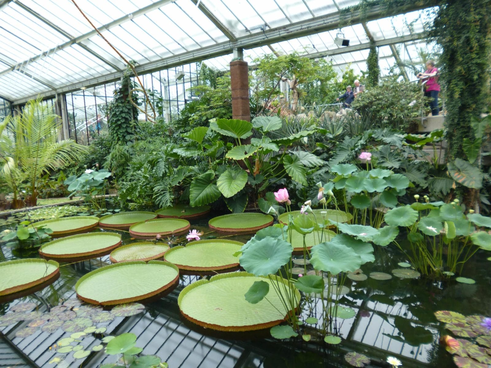 Amazon Greenhouse
