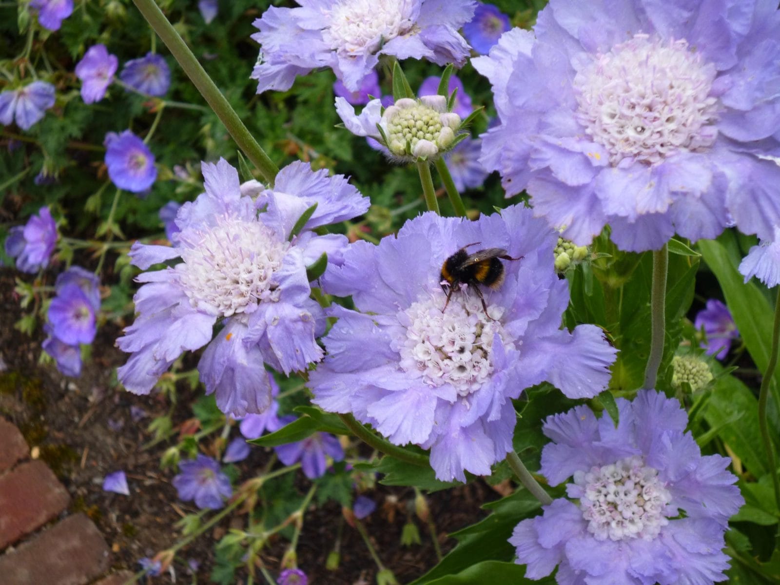 Bees