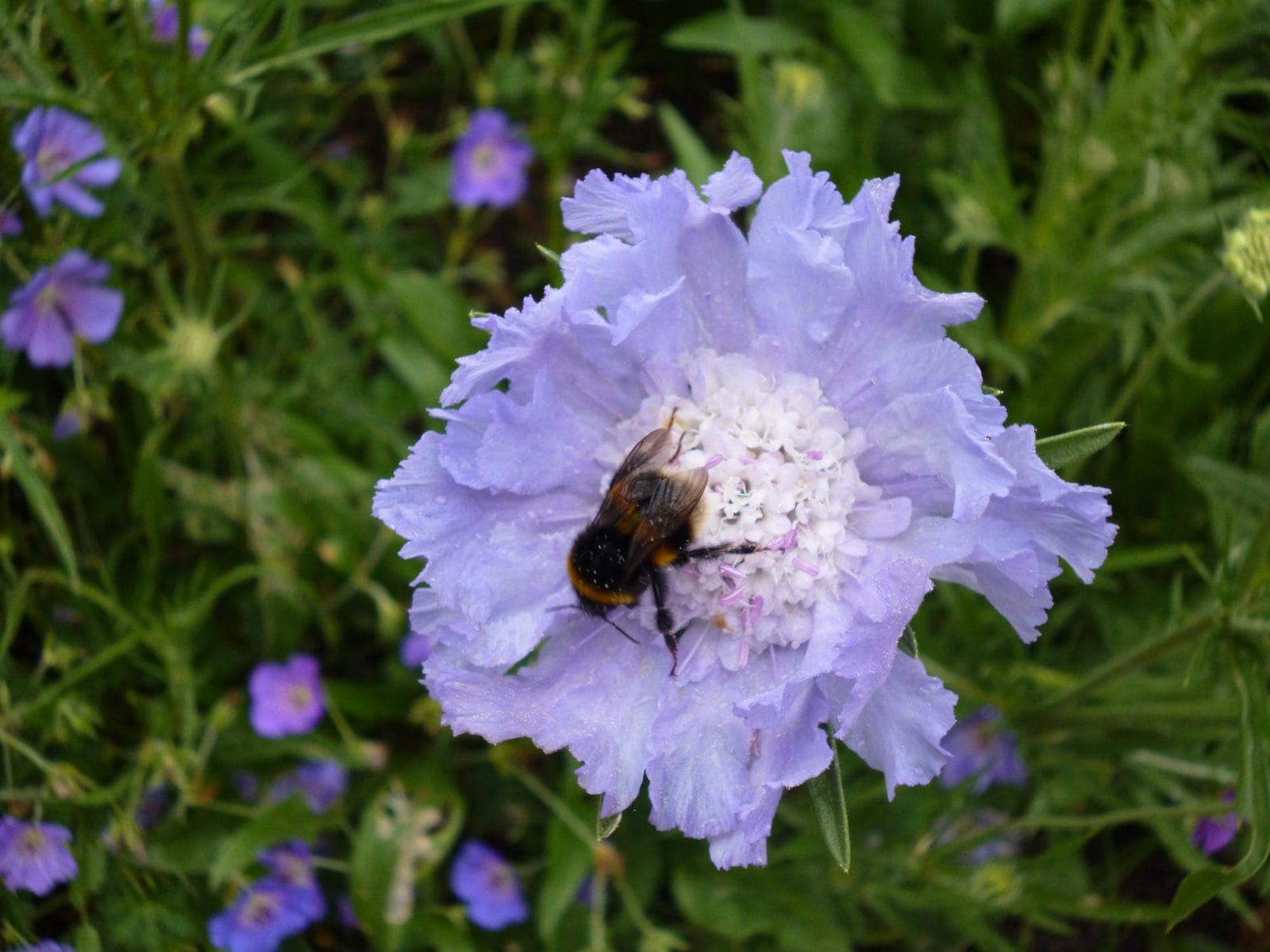 Bees at work