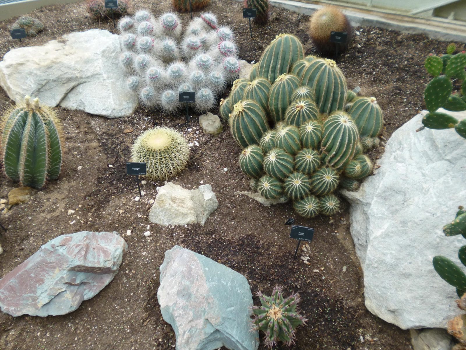 Cacti