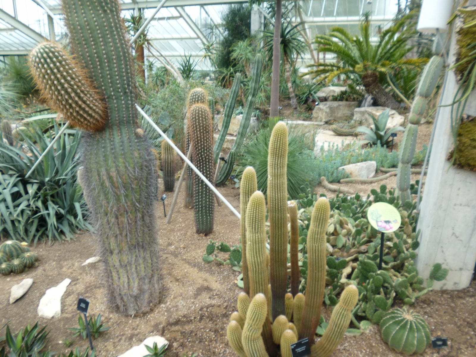 Cactus