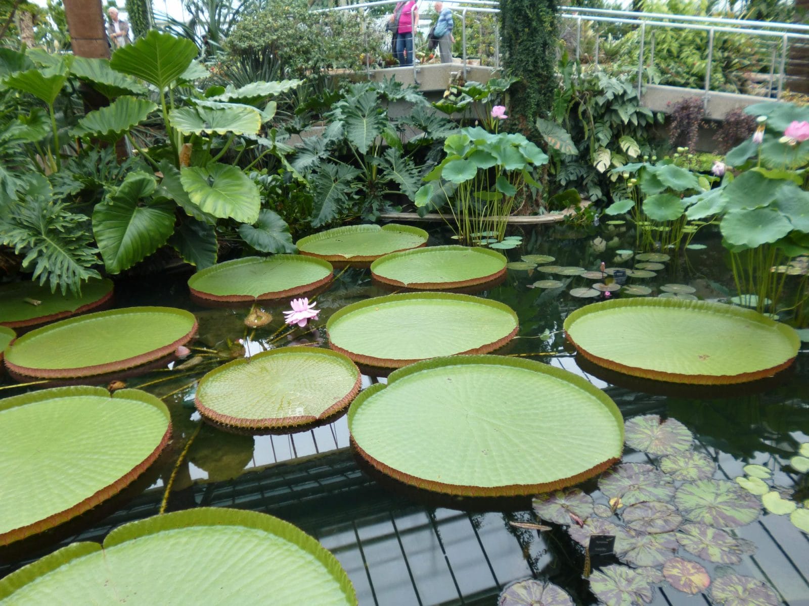 Lilypads