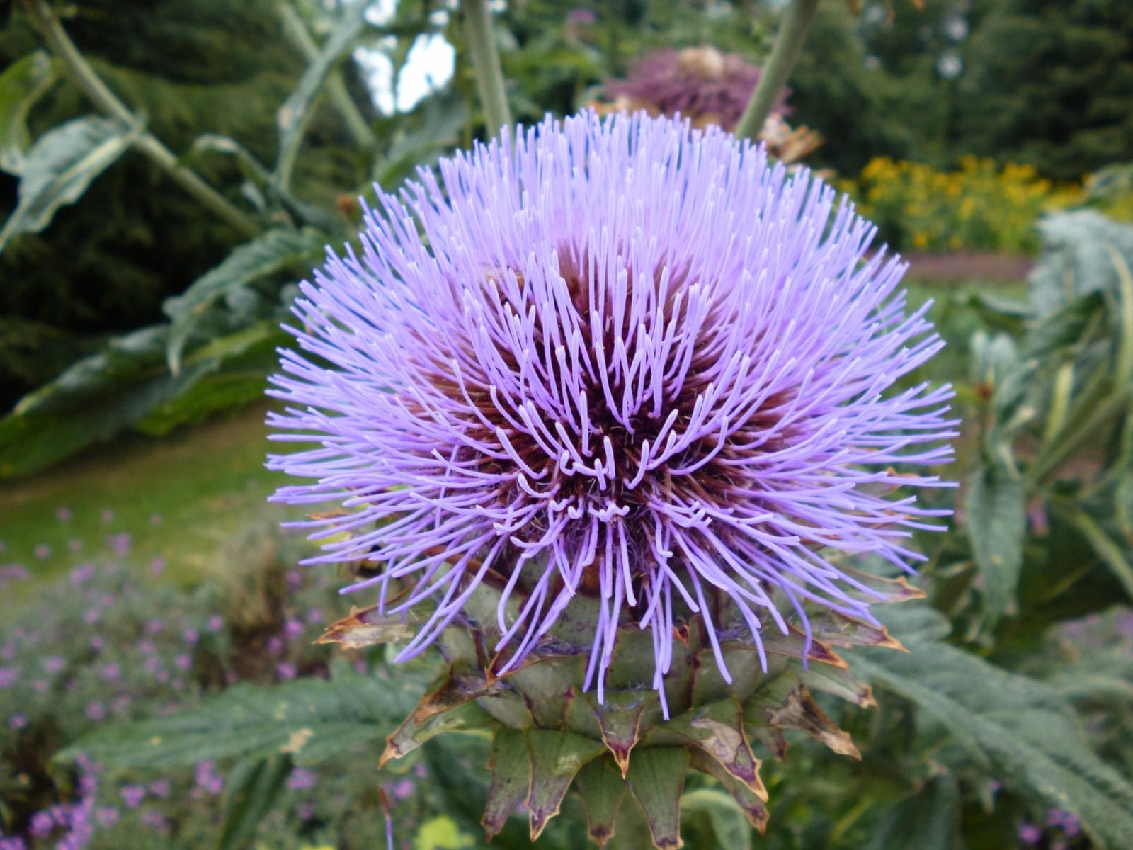 Purple Flower