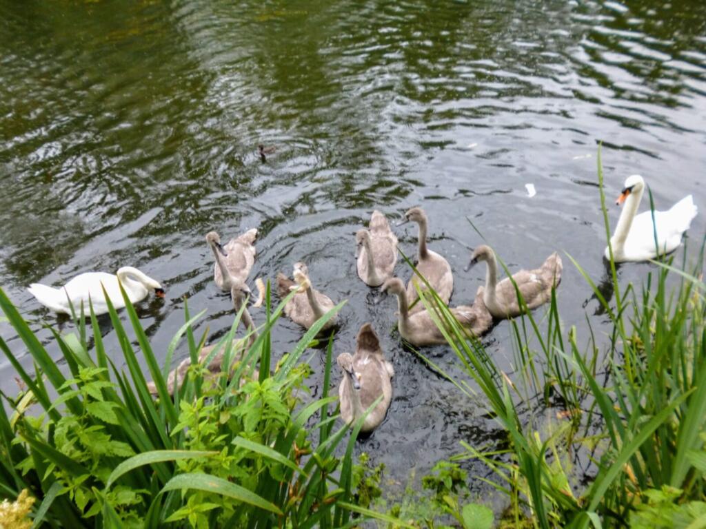 Swans & Cygnets
