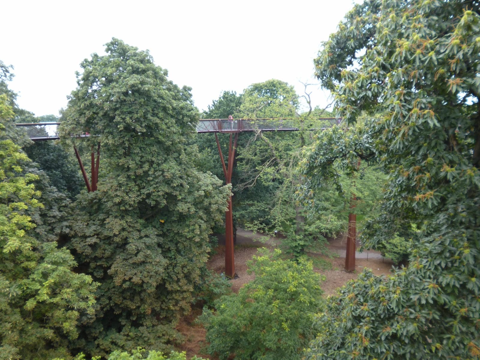 Treetop Walkway