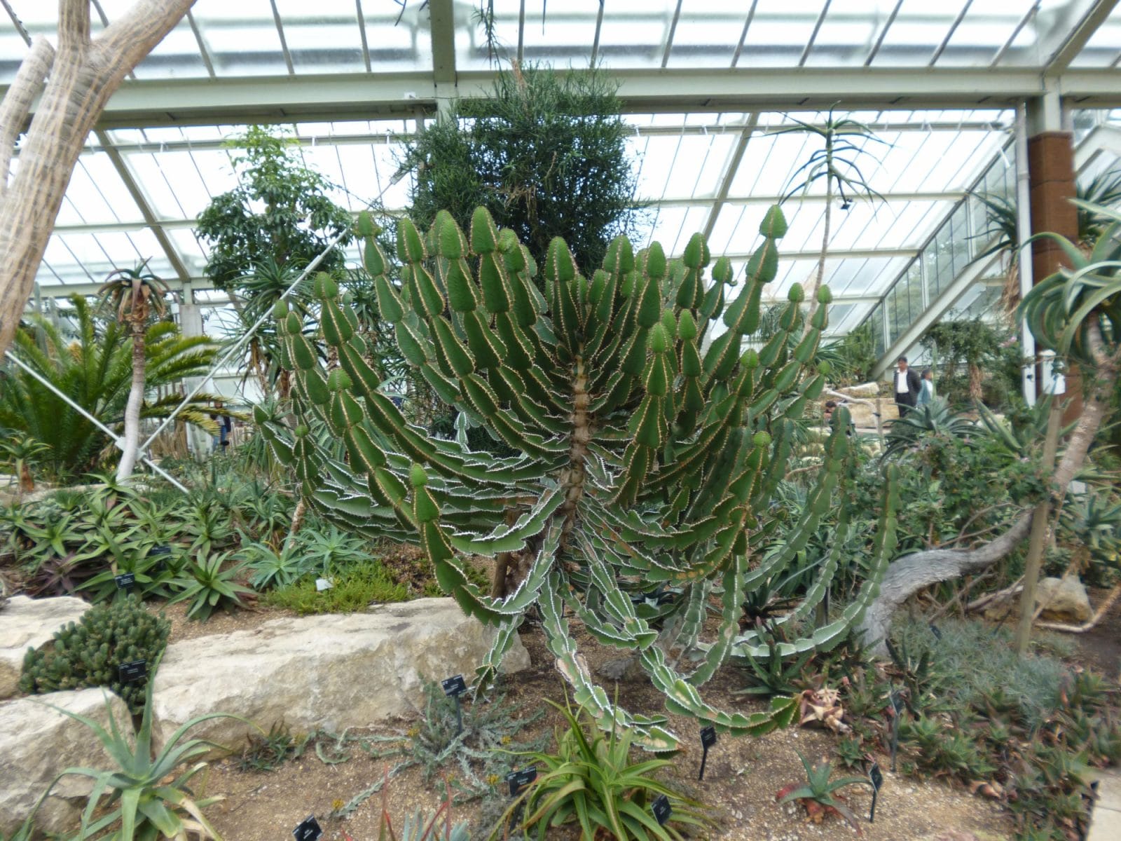 Tropical Cactus