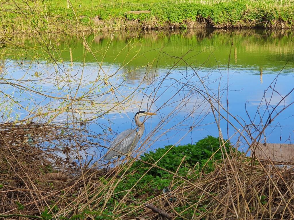Wildife of the River Avon - Heron