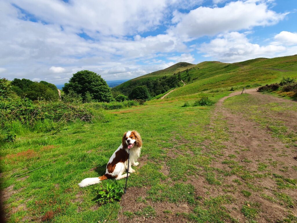 Dog Walk in the Malverns