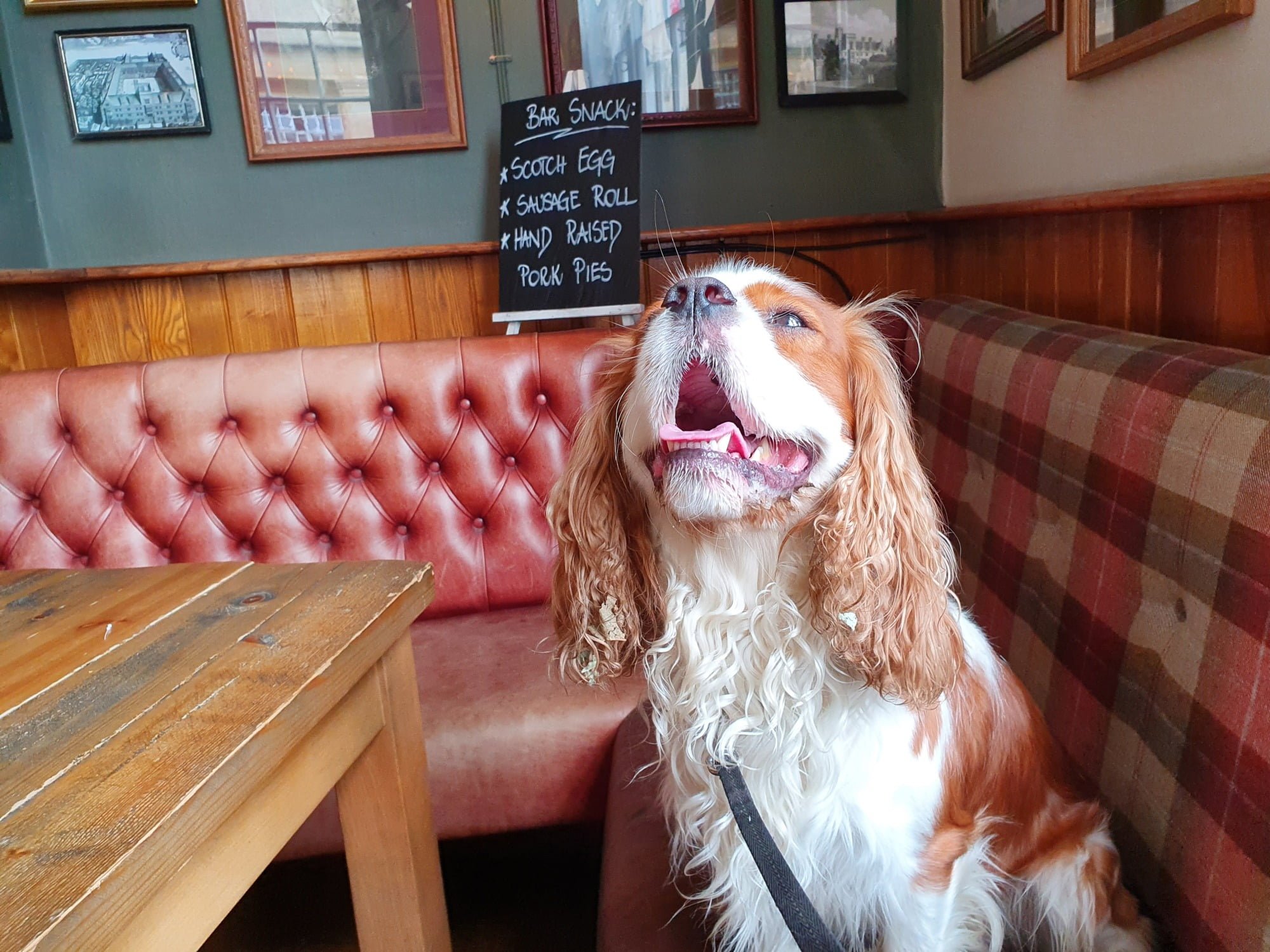 Dog Friendly Pubs Oxford