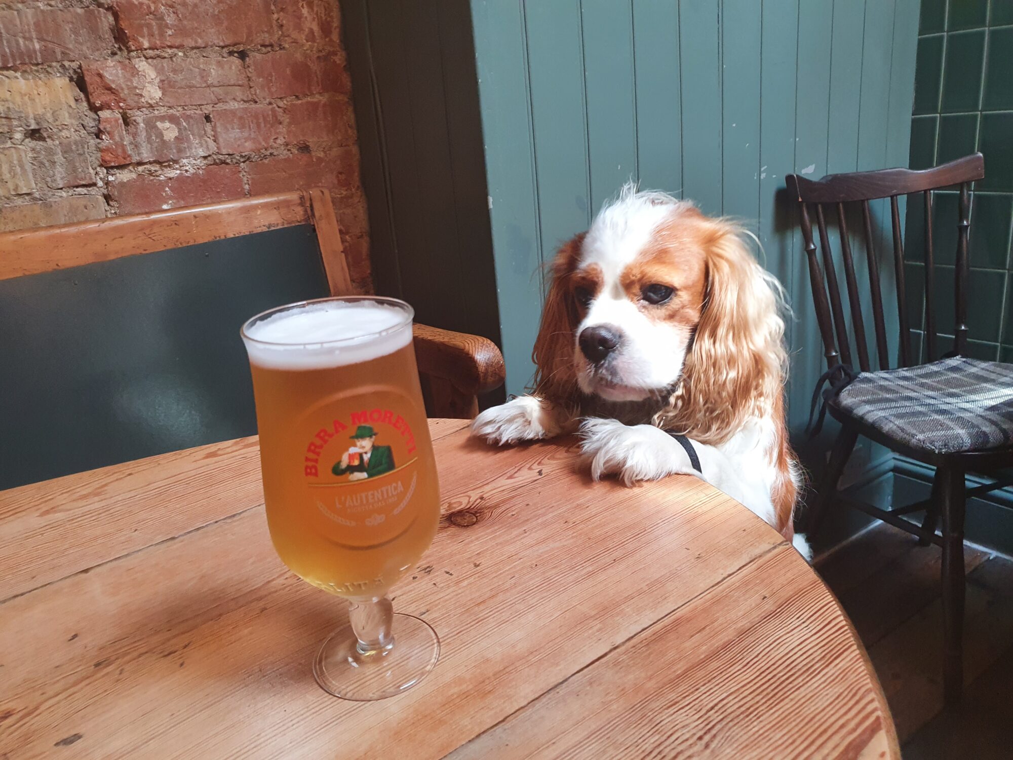 St Aldate’s Tavern Dog Friendly