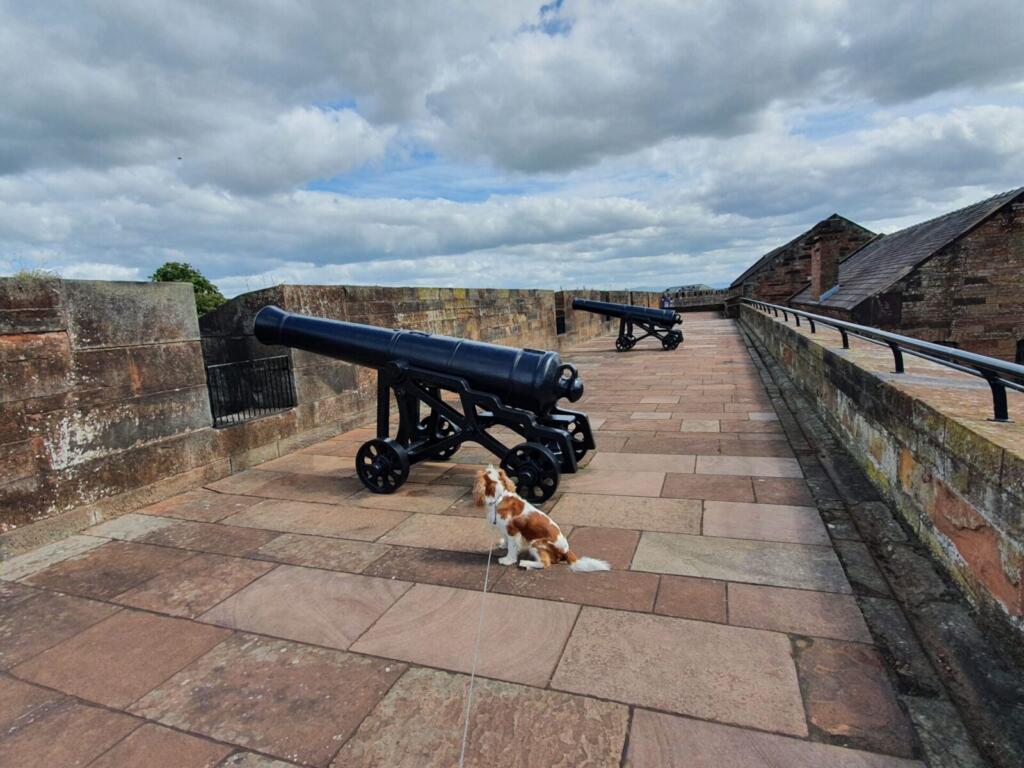 Cannons