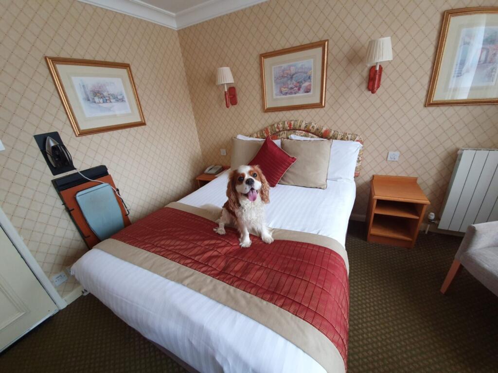Dog Friendly Hotel in Carlisle