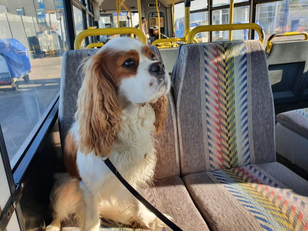 Bus to Ferry