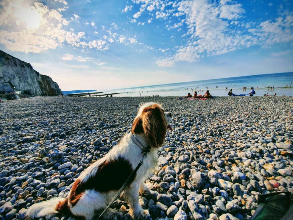 Dog Friendly Section of Beach