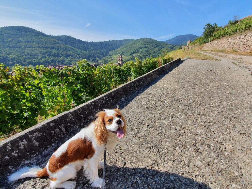 Dog Walk