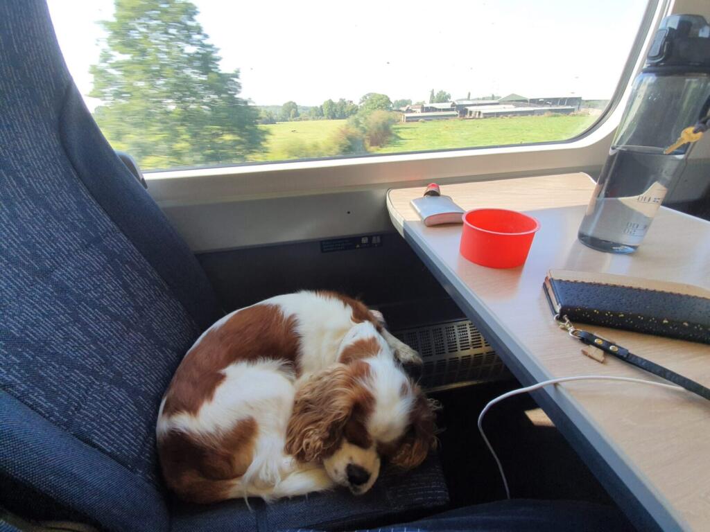 Dog on GWR Train