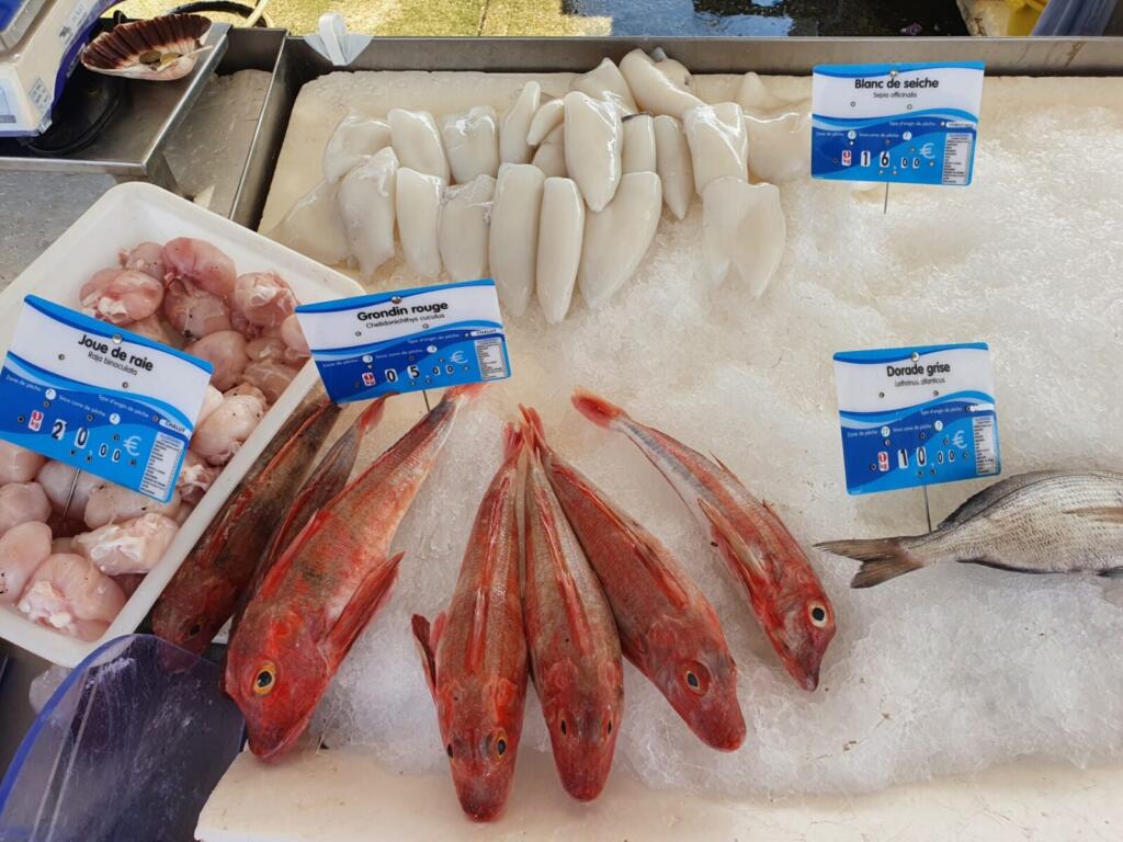 Grondin Rouge