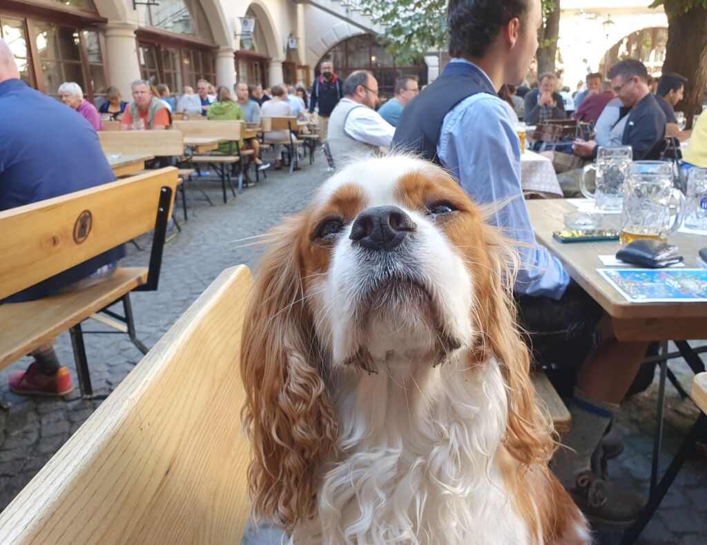 Hofbrauhaus Dog Friendly