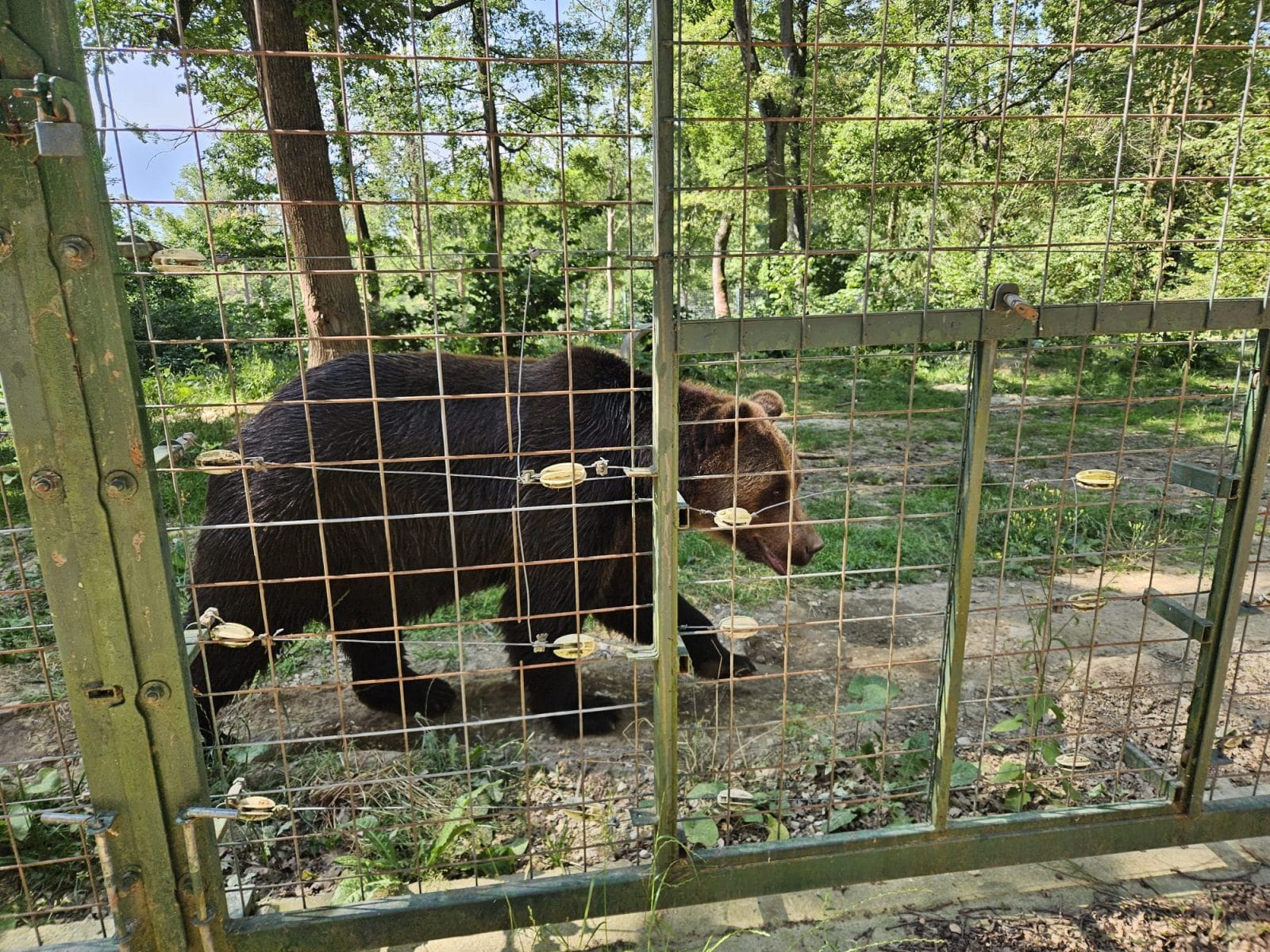 Bear Sanctuary