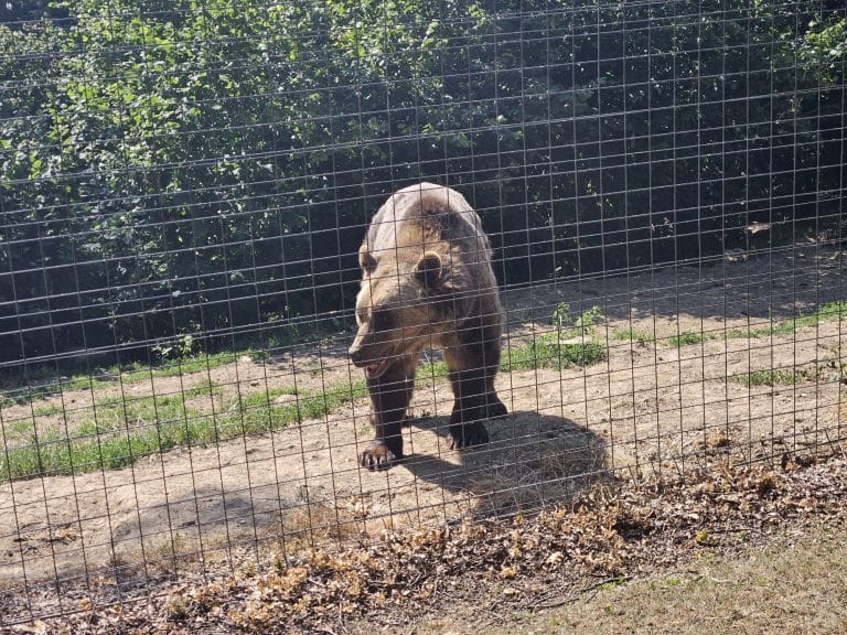 Bear Sanctuary Day Trip
