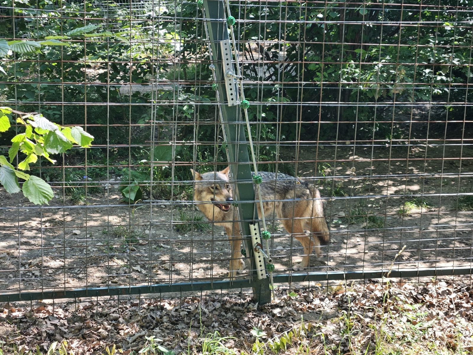 Bear Sanctuary Wolves